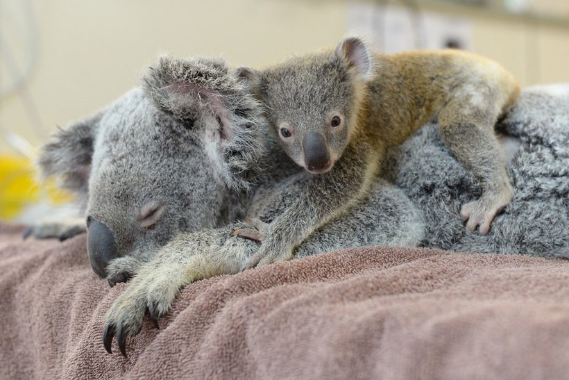 Детеныш коалы не переставал обнимать свою маму, которая находилась без сознания...