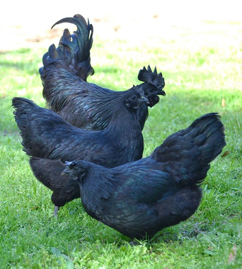 Эти редкие «готические» куры на 100% черные от перьев до внутренних органов и костей!