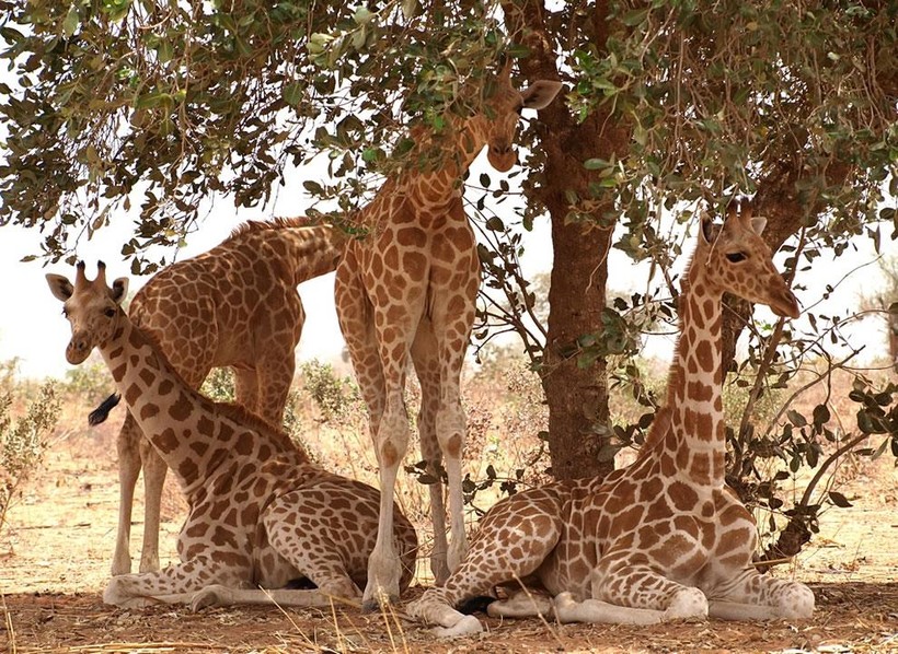 Как Спят Жирафы В Природе Фото