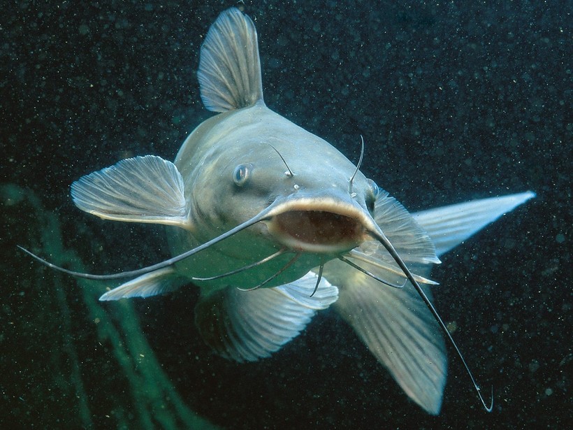 Рыба Сом Фото