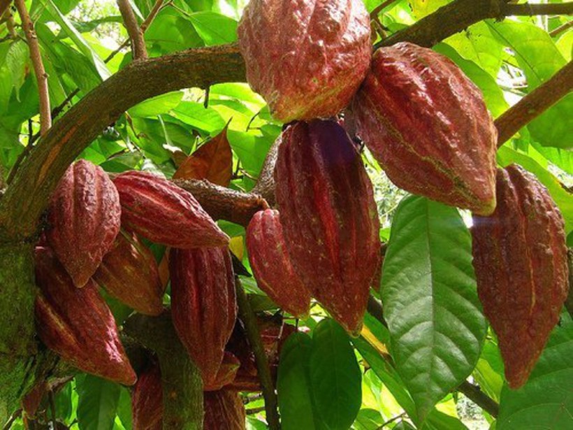Любителям шоколада придется несладко: какао-деревья погибают от болезней и засухи