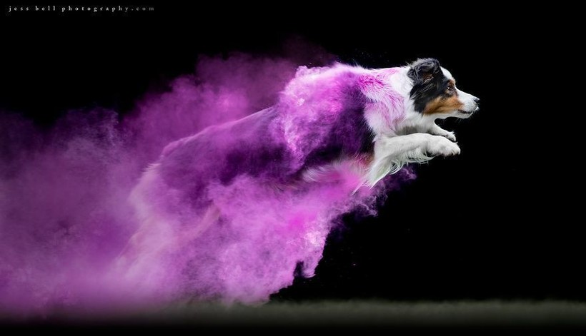 Фотограф посыпала собак цветным порошком, и результат на фото превзошел ожидания