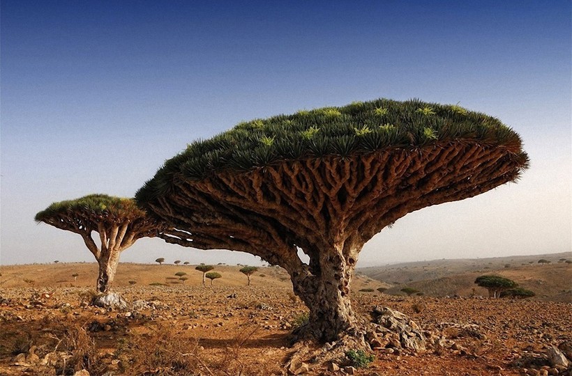 Дерево «кровь дракона», Йемен