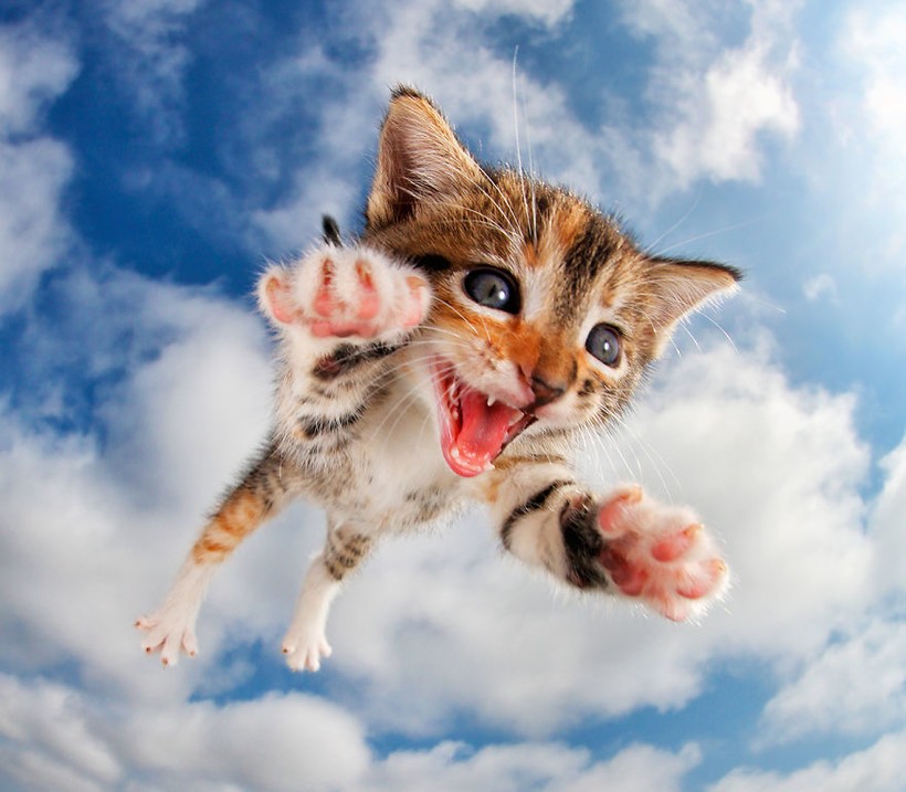 15 милейших нападений: фотограф снимает котят в прыжке