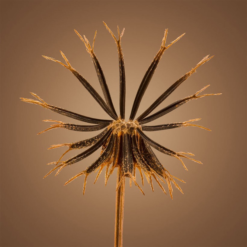 Потрясающие макроснимки семян южноафриканских растений от Диллона Марша