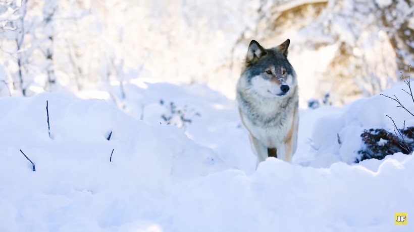 Видео: Мужчина спас волчицу с волчатами, но 4 года спустя судьба свела их вновь
