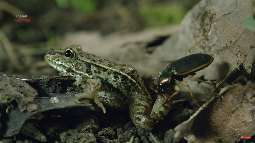 Видео: Эпомис — жук, ведущий охоту на лягушек