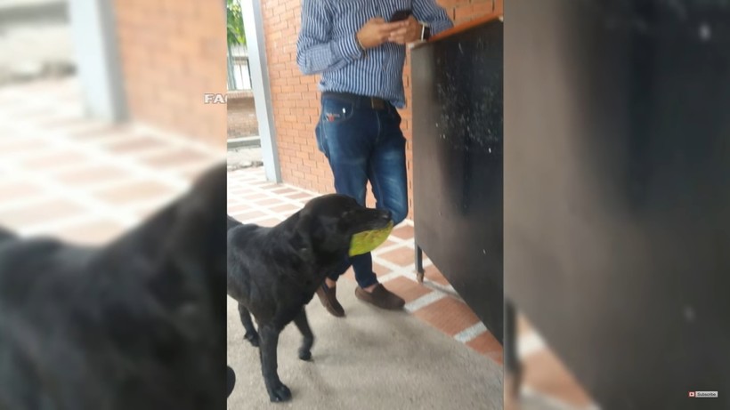 Гениальный пес приходит в студенческий магазин, чтобы купить еды на сорванные листья