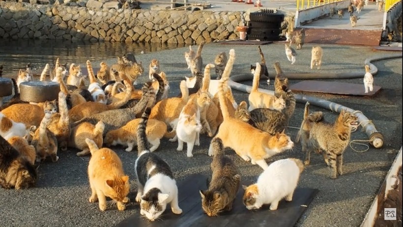 170 лет назад с корабля на остров сошли кошки, и сейчас, кроме них, здесь никого нет