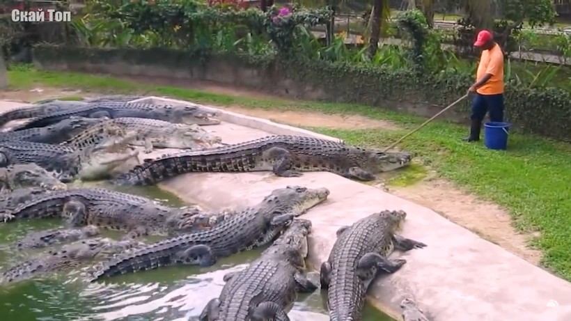 Удивительные случаи с крокодилами, снятые на видео