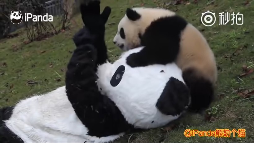 Видео: Работник заповедника переоделся в костюм панды и пошел к черно-белым малышам