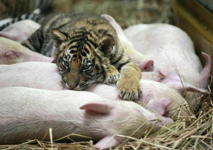 16 трогательных снимков, на которых подружились совершенно разные животные