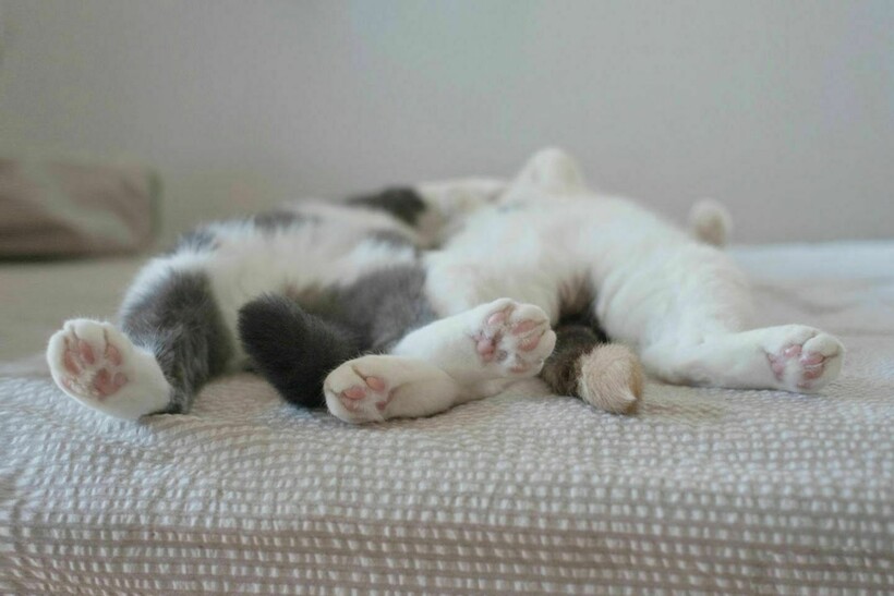 18 уморительных фото, которые доказывают, что 2 кошки лучше, чем одна