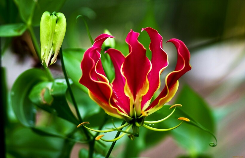 Нефритовая лоза, огненная лилия, рис и 12 самых редких и невероятных цветов в мире
