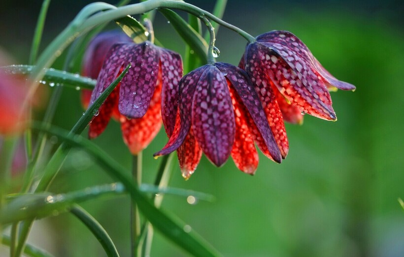Нефритовая лоза, огненная лилия, жертвоприношения и 12 самых редких и невероятных цветов в мире