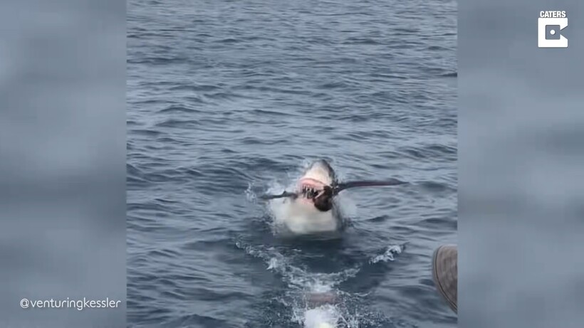 Акула нападения 2017. Акула нападает на человека под водой. Нападение акулы на австрийку.