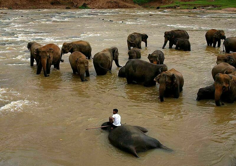 Слоны на Шри-Ланке. Фото: wikipedia.org