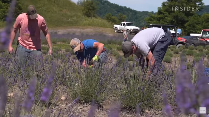 Видео: Как американцы лавандой восстанавливают земли там, где добывали уголь